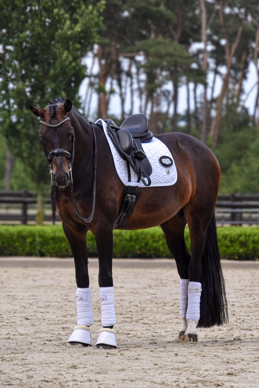Bay horse in a white saddle pad with a competition number, standing in a sand arena